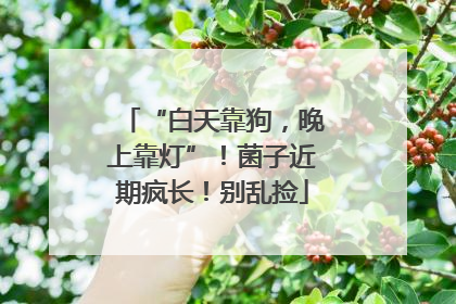 “白天靠狗，晚上靠灯”！菌子近期疯长！别乱捡