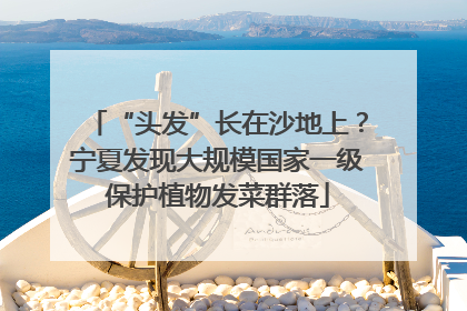 “头发”长在沙地上？宁夏发现大规模国家一级保护植物发菜群落