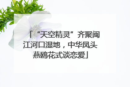 “天空精灵”齐聚闽江河口湿地，中华凤头燕鸥花式谈恋爱
