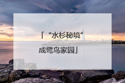 “水杉秘境”成鹭鸟家园