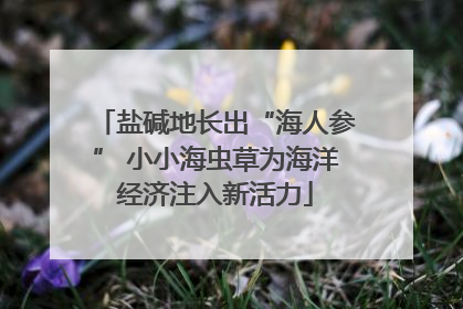 盐碱地长出“海人参” 小小海虫草为海洋经济注入新活力