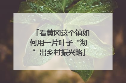 看黄冈这个镇如何用一片叶子“沏”出乡村振兴路