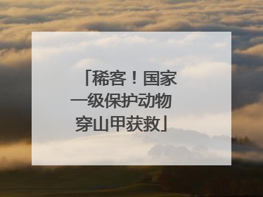 稀客！国家一级保护动物穿山甲获救