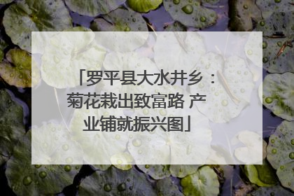 罗平县大水井乡：菊花栽出致富路 产业铺就振兴图