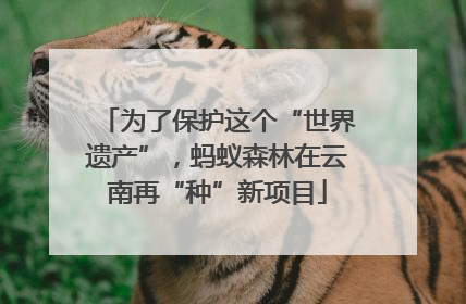 为了保护这个“世界遗产”，蚂蚁森林在云南再“种”新项目