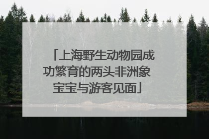 上海野生动物园成功繁育的两头非洲象宝宝与游客见面