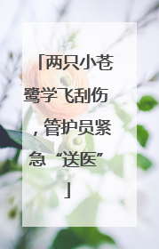 两只小苍鹭学飞刮伤，管护员紧急“送医”