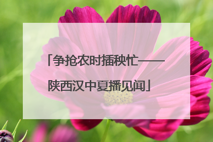 争抢农时插秧忙——陕西汉中夏播见闻