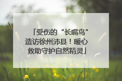 受伤的“长嘴鸟”造访徐州沛县！暖心救助守护自然精灵
