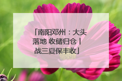 南阳邓州：大头落地 收储归仓丨战三夏保丰收