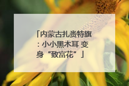 内蒙古扎赉特旗：小小黑木耳 变身“致富花”