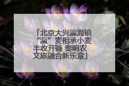 北京大兴瀛海镇“瀛”麦相承小麦丰收开镰 奏响农文旅融合新乐章