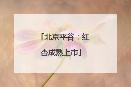 北京平谷：红杏成熟上市