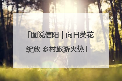 图说信阳｜向日葵花绽放 乡村旅游火热