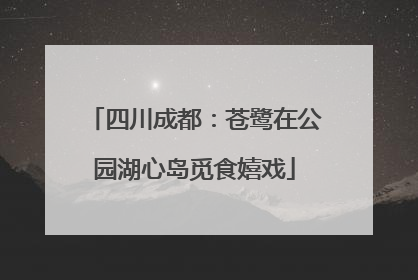 四川成都：苍鹭在公园湖心岛觅食嬉戏