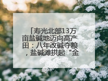 寿光北部13万亩盐碱地迈向高产田：八年改碱夺粮，盐碱滩拱起“金粮仓”