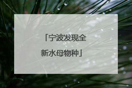 宁波发现全新水母物种