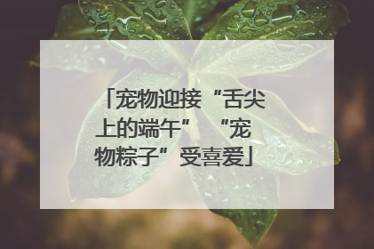 宠物迎接“舌尖上的端午” “宠物粽子”受喜爱