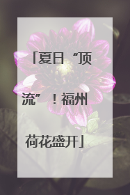 夏日“顶流”！福州荷花盛开