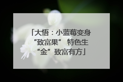 大悟：小蓝莓变身“致富果” 特色生“金”致富有方