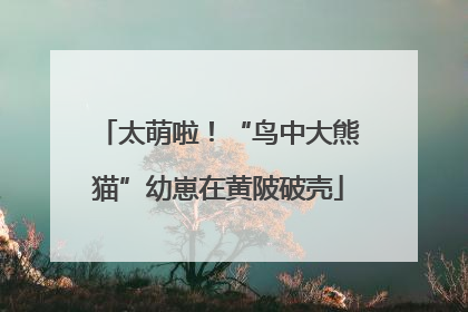 太萌啦！“鸟中大熊猫”幼崽在黄陂破壳