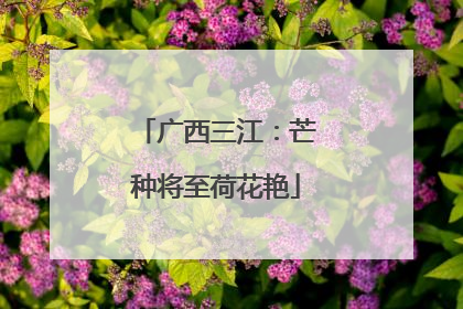 广西三江：芒种将至荷花艳