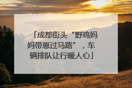 成都街头“野鸡妈妈带崽过马路”，车辆排队让行暖人心