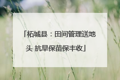 柘城县：田间管理送地头 抗旱保苗保丰收