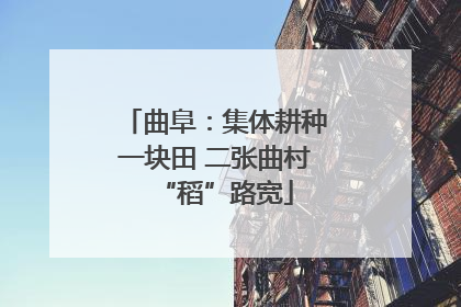 曲阜：集体耕种一块田 二张曲村“稻”路宽