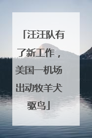 汪汪队有了新工作，美国一机场出动牧羊犬驱鸟