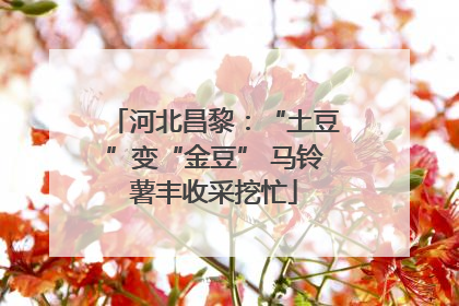 河北昌黎：“土豆”变“金豆” 马铃薯丰收采挖忙