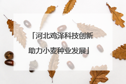 河北鸡泽科技创新助力小麦种业发展