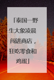 泰国一野生大象凌晨闯进商店，狂吃零食和鸡蛋