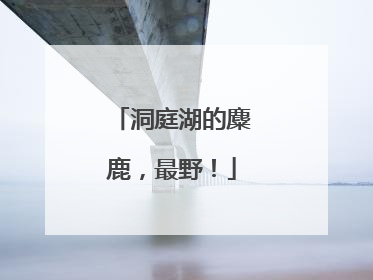 洞庭湖的麋鹿，最野！