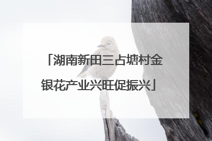 湖南新田三占塘村金银花产业兴旺促振兴