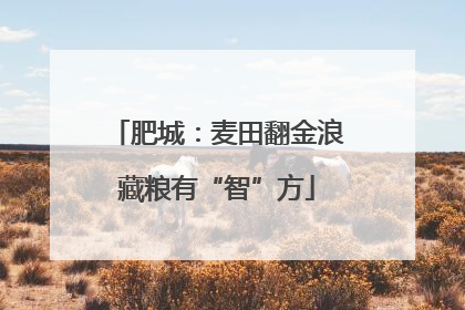 肥城：麦田翻金浪藏粮有“智”方