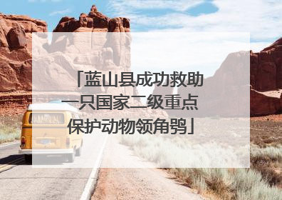 蓝山县成功救助一只国家二级重点保护动物领角鸮