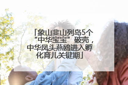 象山韭山列岛5个“中华宝宝”破壳，中华凤头燕鸥进入孵化育儿关键期