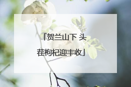 贺兰山下 头茬枸杞迎丰收