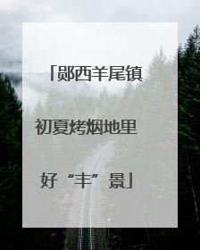 郧西羊尾镇初夏烤烟地里好“丰”景