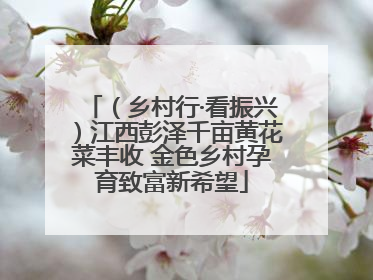 （乡村行·看振兴）江西彭泽千亩黄花菜丰收 金色乡村孕育致富新希望